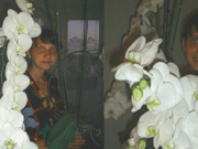 Z obyčejné orchideje z obchodu vypěstovala tuto nádheru: Stačilo, aby učinila tyto 2 základní věci!