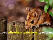 Toto jsou přírodní způsoby, jak udržet myši od vstupu do vašeho domova. Jde to i bez nebezpečných jedů a chemikálií!