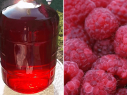 Recept na domácí malinový sirup: Z 1 hrnku malin až 1,5 litru domácího sirupu!