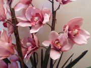 Jak si z obyčejné orchideje z obchodu vypěstovat takovou to nádheru? Stačí Vám k tomu udělat tento trik!