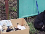Vyčerpaná fena připoutaná k plotu bojovala o život! Když se k ní žena přiblížila, nevěřila vlastním očím co u ní našla
