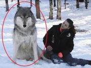 Obří vlk seděl hodně ženy: Podívejte co se stane, když se podívají jeden druhému do očí!
