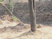 Na této fotografii se na vás dívá leopard, ale téměř nikdo ho nevidí. Najdete ho?