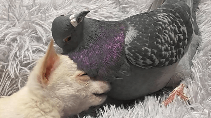 sa