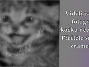 Neobvyklý test: Viděli jste na fotografii kočku nebo psa? Přečtěte si, co to znamená!