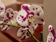 V této místnosti neuchovávejte orchideje. Je to nebezpečné
