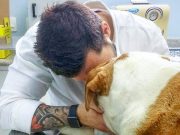 Veterinář promluvil – jak se cítí zvířata, když umírají? Z toho vám pukne srdce!