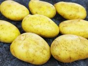 VAŘÍM TAKOVÉ BRAMBORY UŽ TÝDEN – A PŘESTO JE CELÁ RODINA ŽÁDÁ