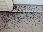 Vypadají jako normální berušky – budete překvapeni, když zjistíte pravdu