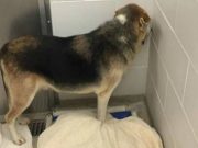 V útulku nemohli přijít na to, proč tento pes neustále skrývá svou tvář – Dokud s nimi nevstoupila tato rodina