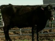 Farmář věří, že je kráva březí – ale po narození prvního telete je v šoku