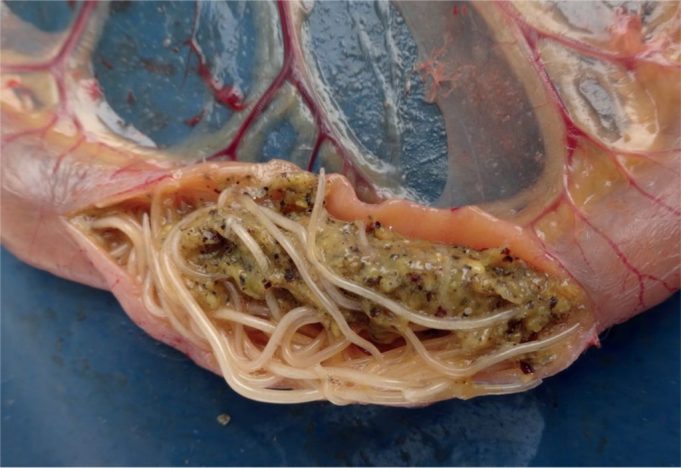 ko