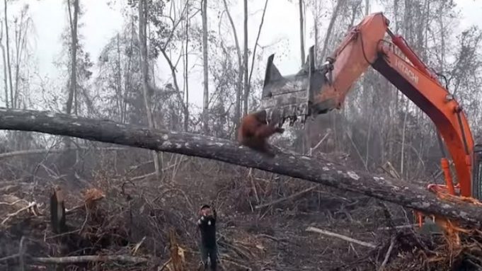 440644-orangutan_800x450