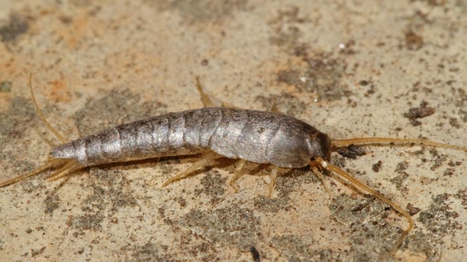 silverfish-1