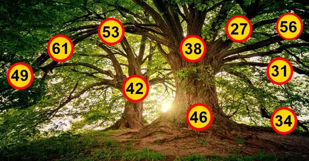 two-brown-treeshjkio