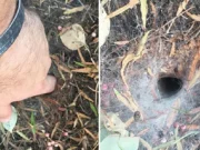 Našel v zahradě podivnou díru a strčil do ní prst. Lituje toho dodnes! Není pro slabé povahy