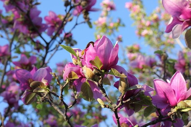 1719067778-magnolija-roze-cvece-690x480