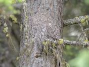 NEUVĚŘITELNÁ HÁDANKA: ZKUSTE NAJÍT SOVU! POUZE 1 Z 10 LIDÍ TO ZVLÁDNE